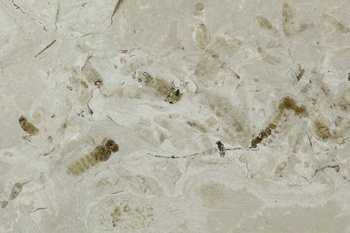 Insect Fossil Cluster- Green River Formation, Utah #101679